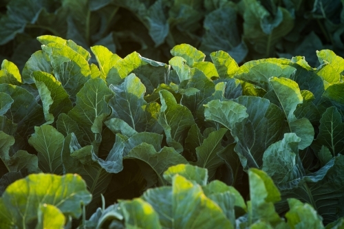 Rows of green leafy plants growing amongst a field in Gatton, Queensland - Australian Stock Image