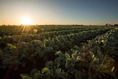 Rows of green leafy plants with a low setting sun behind. Gatton, Queensland - Australian Stock Image
