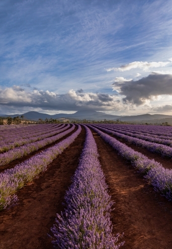 Rows of lavender growing in a field with blue sky, clouds & mountains in background