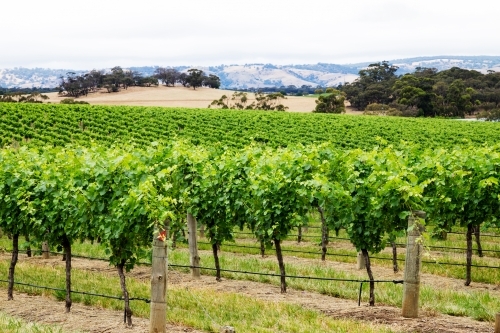 Rows of leafy grape vines with hills in the background - Australian Stock Image