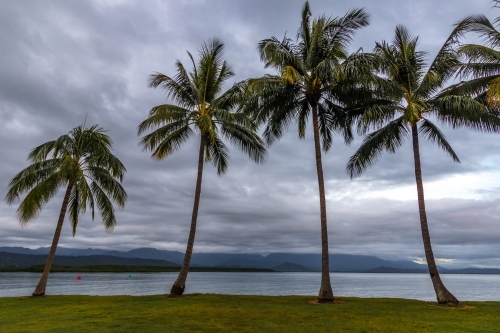 Rows of palm trees along coastline at dawn - Australian Stock Image