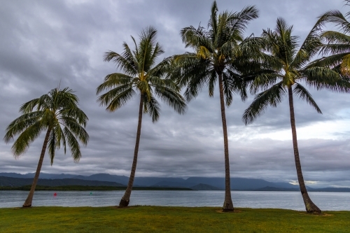 Rows of palm trees along coastline at dawn