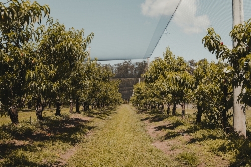 Rows of peach trees at a farm. - Australian Stock Image