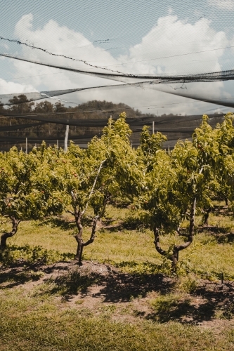 Rows of peach trees at a farm. - Australian Stock Image