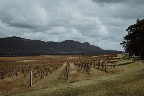 Rows of vines at a vineyard with a mountain in the background at the Hunter Valley Wine Region - Australian Stock Image