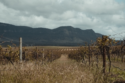 Rows of vines at a vineyard with a mountain in the background at the Hunter Valley Wine Region - Australian Stock Image