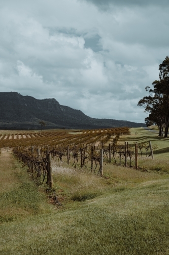 Rows of vines at a vineyard with a mountain in the background at the Hunter Valley Wine Region - Australian Stock Image