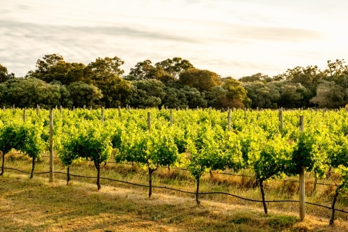 Rows of vines at sunset in Margaret River region