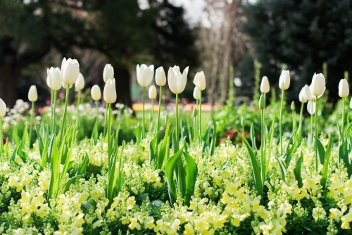 Rows of white tulips in green garden