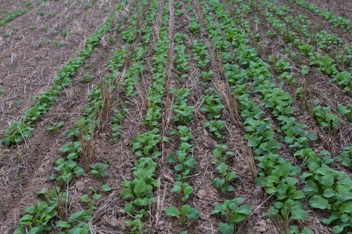 Rows of young canola plants sown directly into stubble (minimum tillage) - Australian Stock Image