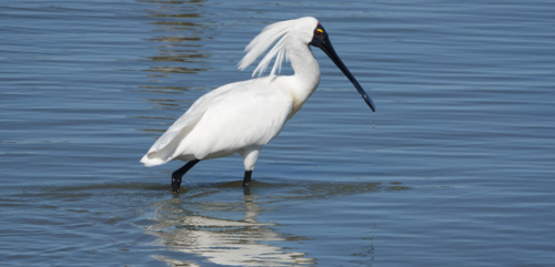 Royal Spoonbill - Australian Stock Image