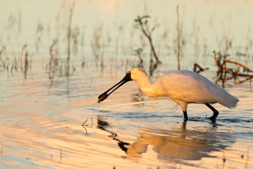 Royal spoonbill with catch in pink light - Australian Stock Image