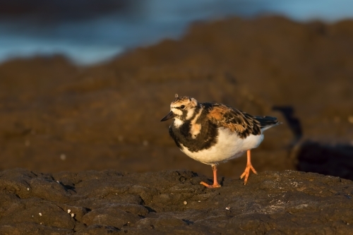 Ruddy Turnstone walking along rocky shore - Australian Stock Image