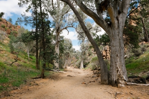 Rugged dirt track flanked by trees - Australian Stock Image