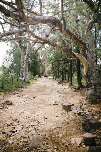 Rugged dirt track flanked by trees - Australian Stock Image