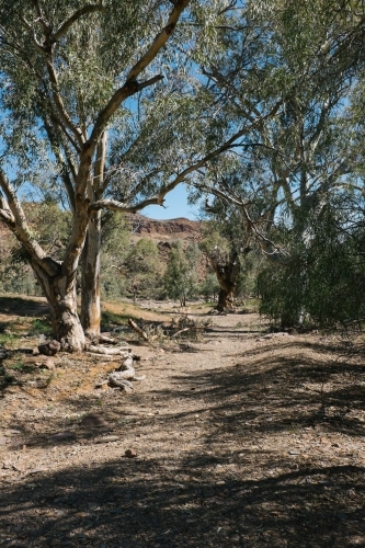 Rugged dirt track flanked by trees - Australian Stock Image