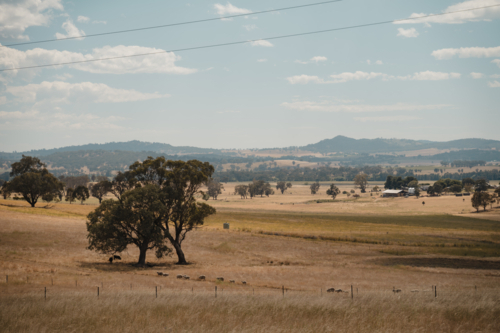 Rural Australian landscape with livestock and rolling hills. - Australian Stock Image