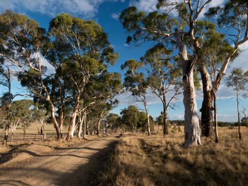 Rural dirt road through gum trees with blue sky - Australian Stock Image
