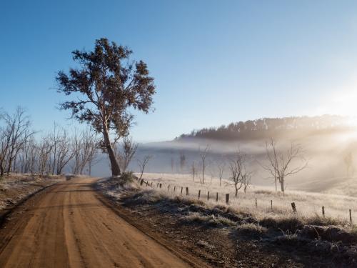 Rural dirt road with tree and early morning mist