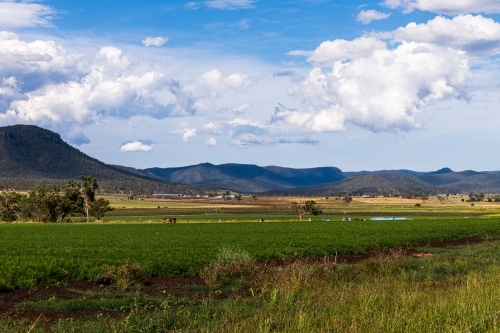 Rural farming scene with crops and mountain ranges - Australian Stock Image