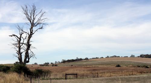 Rural landscape of dead tree and dry hill