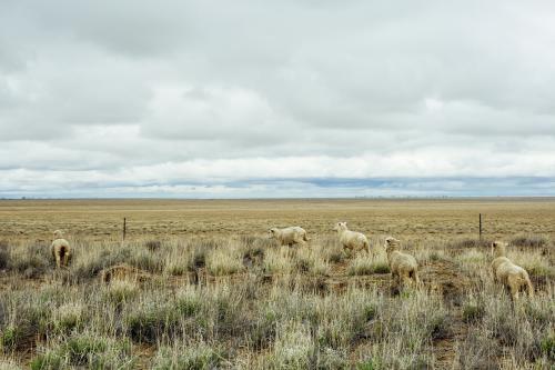 Rural landscape with sheep, brown grass and cloudy sky - Australian Stock Image