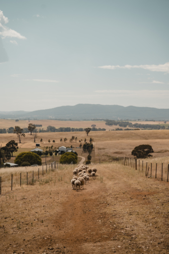 Rural landscape with sheep moving through a dry Australian paddock - Australian Stock Image