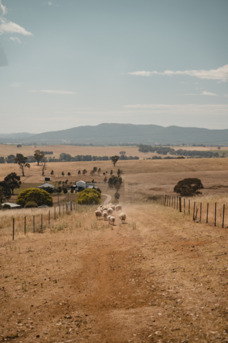 Rural landscape with sheep moving through a dry Australian paddock - Australian Stock Image