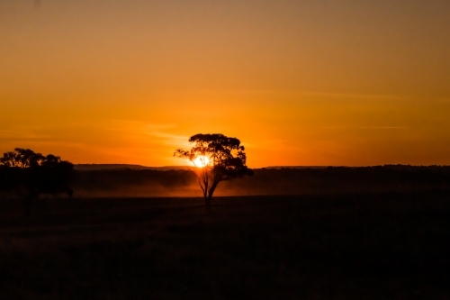 Rural landscape with silhouetted trees against sunset horizon - Australian Stock Image