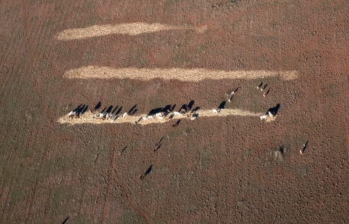 Rural Outback Aerial Landscape with Livestock Feeding
