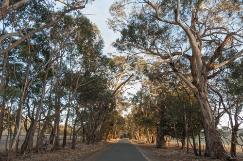 rural road of iconic australian gum trees in the afternoon light