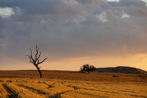 rural scene at sunset - Australian Stock Image