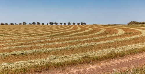Rural scene in Western Australia with pattern formed by harvester in farmland
