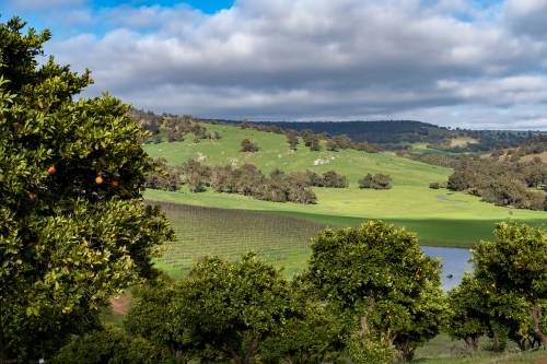 Rural scene looking over a vineyard with orange tree in foreground - Australian Stock Image