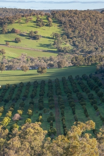 Rural scene looking over an orchard - Australian Stock Image