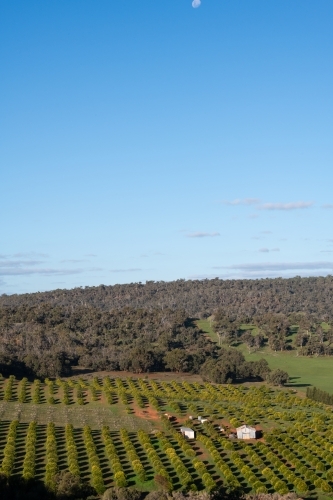 Rural scene looking over plantation of trees - Australian Stock Image