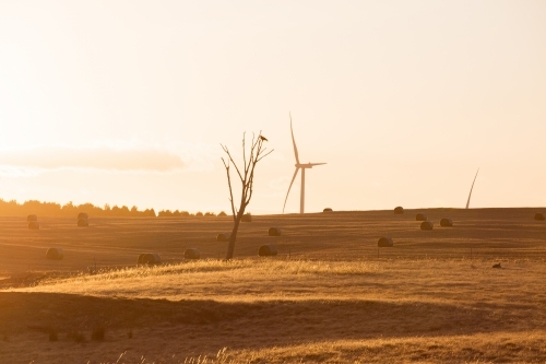 Rural Wind Turbines in a farm setting with evening sunlight across the paddocks