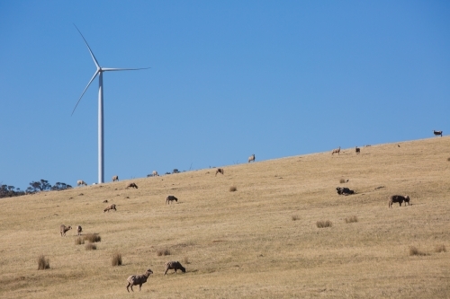 Rural Wind Turbines in a farm setting with livestock in the foreground - Australian Stock Image