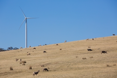 Rural Wind Turbines in a farm setting with livestock in the foreground