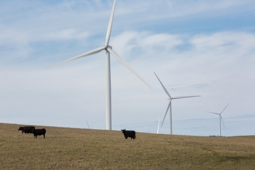 Rural Wind Turbines in farm setting with cattle - Australian Stock Image