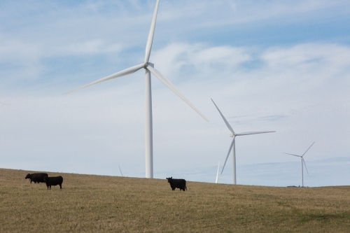 Rural Wind Turbines in farm setting with cattle