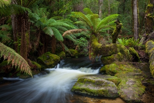 Russell Falls Creek - Australian Stock Image