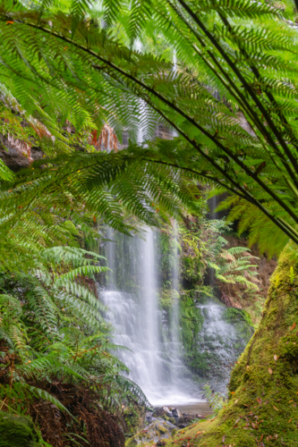 Russell Falls Waterfall surrounded by the lush green ferns and foliage - Australian Stock Image