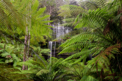 Russell Falls Waterfall surrounded by the lush green ferns and foliage - Australian Stock Image
