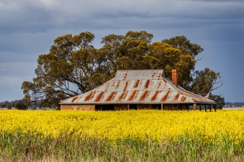 Rustic cottage with rusty roof in a field of golden canola with a large tree behind