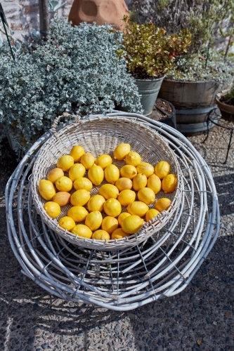 Rustic woven basket full of bright yellow lemons - Australian Stock Image