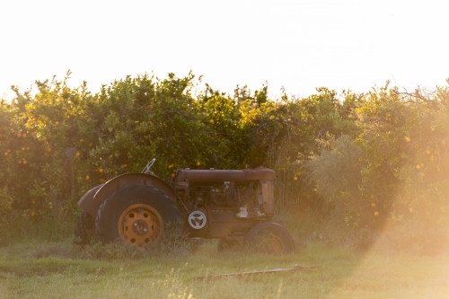 Rusty tractor in orange orchard