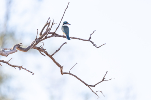 Sacred Kingfisher (Todiramphus sanctus), Blue-green bird perched on bare branches under pale sky - Australian Stock Image
