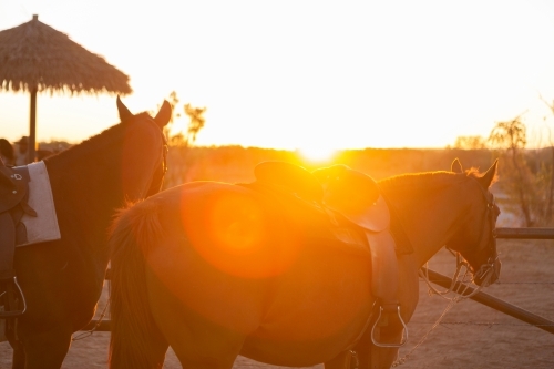 Saddled horse at sunset - Australian Stock Image