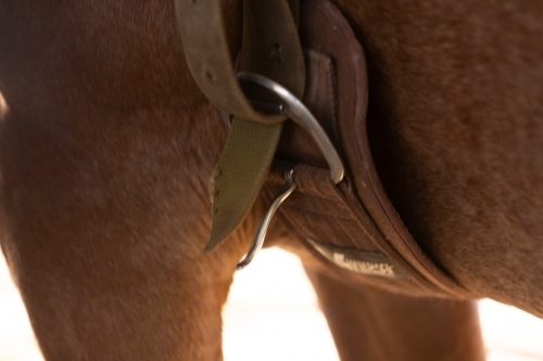 Saddled horse with girth and buckle - Australian Stock Image
